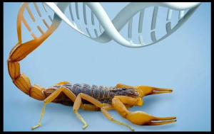 Científicos de la UNAM descubren cómo inhibir tres tipos de cáncer con veneno de alacranes