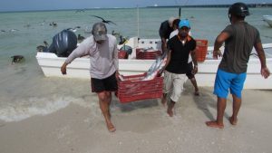 La pesca en 2020 dejó en Yucatán una derrama económica por casi 500 millones de pesos