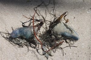 Advierten  de medusas tóxicas en el mar de Progreso