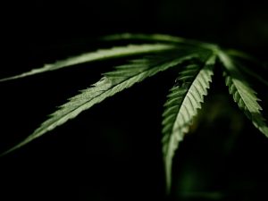 El Senado aprobará una ley incompleta para regulación de la marihuana