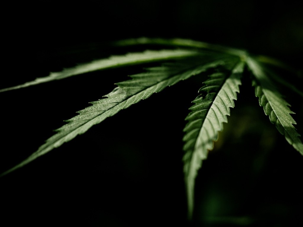 El Senado aprobará una ley incompleta para regulación de la marihuana
