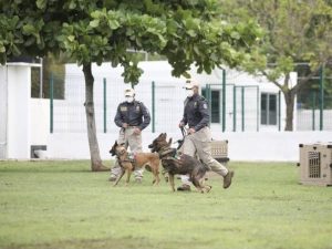 “Hocky” y “Kadet”, los nuevos elementos caninos de la SSP Yucatán entrenados para detectar de COVID