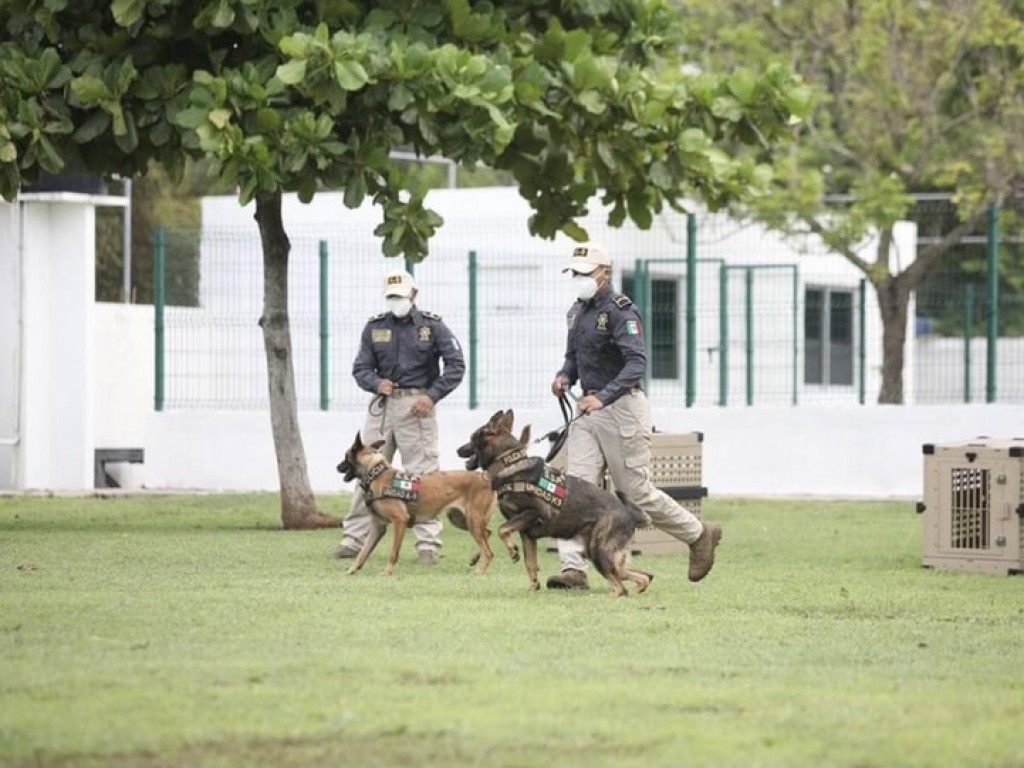 “Hocky” y “Kadet”, los nuevos elementos caninos de la SSP Yucatán entrenados para detectar de COVID