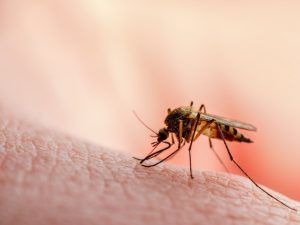 Detectan primer caso simultáneo de covid-19 y virus del Nilo Occidental