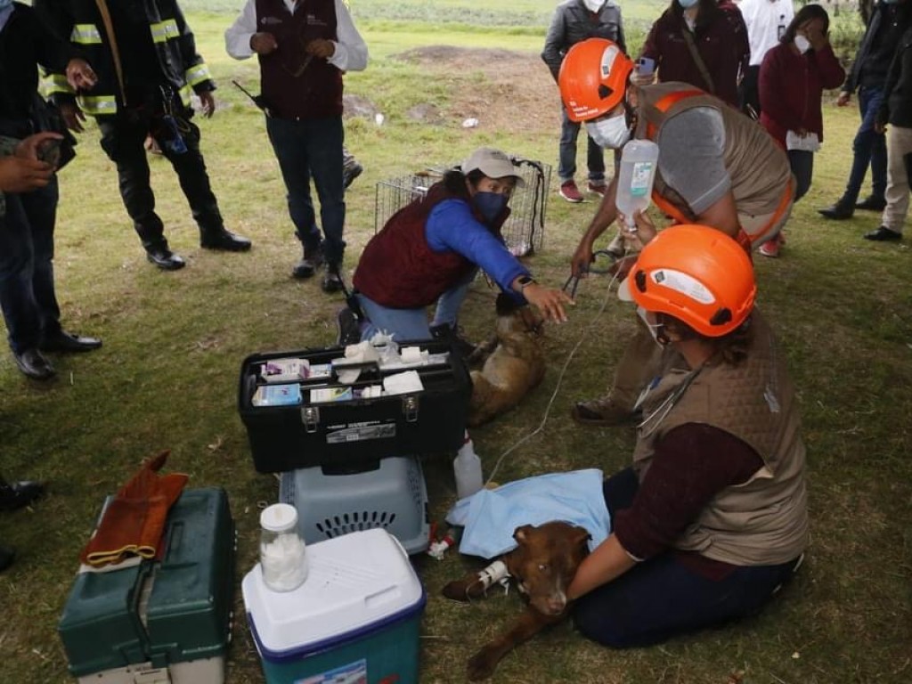 Rescatan a los dos perros que cayeron en socavón de Puebla