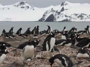 Confirman la presencia de microplásticos en dieta de pingüinos de la Antártida