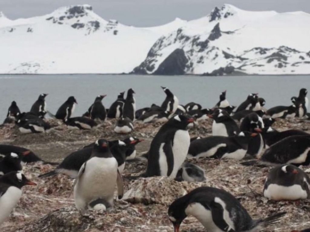Confirman la presencia de microplásticos en dieta de pingüinos de la Antártida