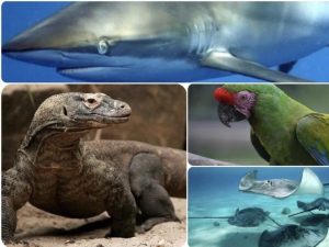 Actualizan la lista roja de especies amenazadas