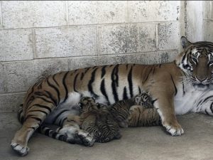 Nacen cuatro cachorros de tigre de bengala en un zoológico de Ciudad Juárez