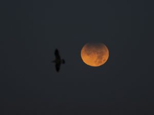 En varios continentes se vio el eclipse lunar más largo desde 1440