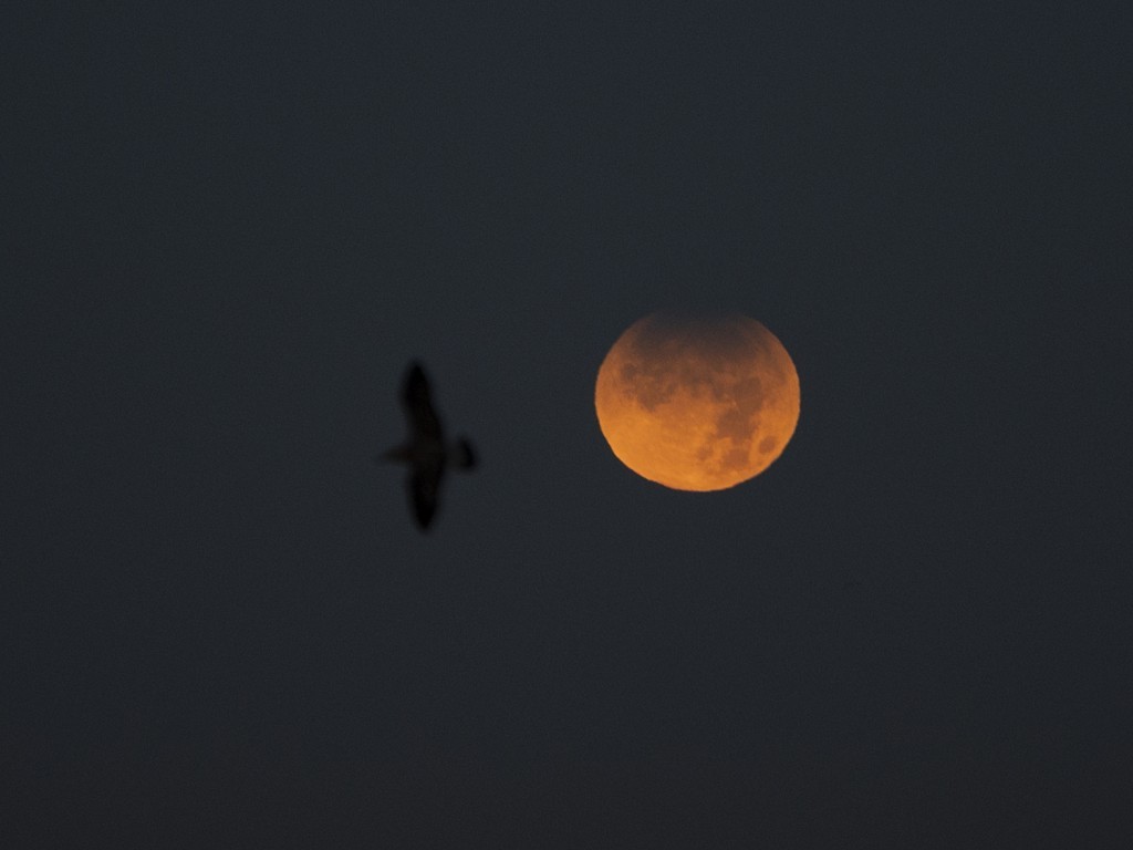 En varios continentes se vio el eclipse lunar más largo desde 1440