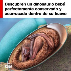 Descubren el fósil de un dinosaurio bebé perfectamente conservado y acurrucado dentro de su huevo