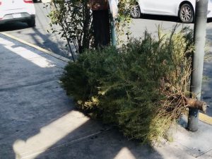 El Ayuntamiento de Mérida activará cinco centros de acopio de árboles de navidad