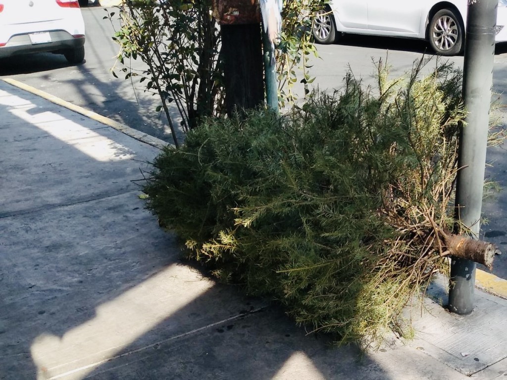 El Ayuntamiento de Mérida activará cinco centros de acopio de árboles de navidad