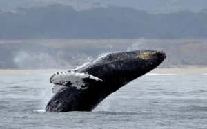 Islandia dejará de cazar ballenas a partir de 2024