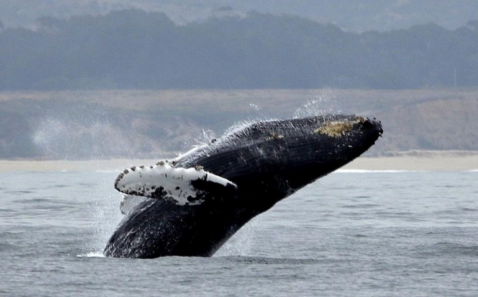 Islandia dejará de cazar ballenas a partir de 2024