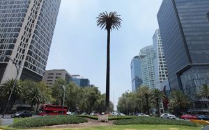 Retirarán la centenaria e histórica palmera de glorieta en Paseo de la Reforma por hongos