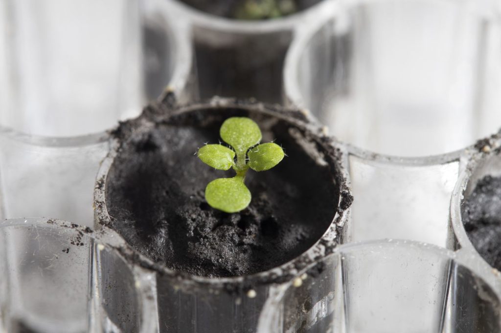 Científicos logran cultivar plantas en suelo lunar; es la primera vez