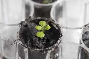 Científicos logran cultivar plantas en suelo lunar; es la primera vez