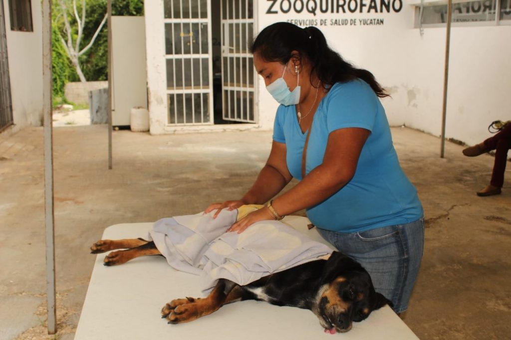 Perros y gatos son esterilizados en Valladolid