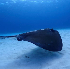 Países de América buscan proteger el océano Pacífico