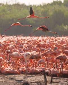 La Costa Norte de Yucatán recibe a miles de flamencos para su temporada de anidación