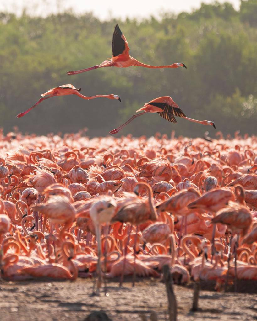 La Costa Norte de Yucatán recibe a miles de flamencos para su temporada de anidación