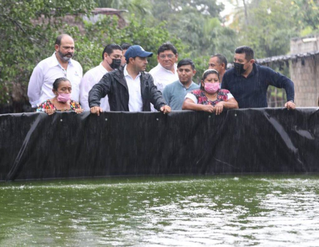 <strong>Con apoyo del Gobernador Mauricio Vila, proyectos de acuacultura para producción de tilapia se consolidan en el oriente de Yucatán</strong>