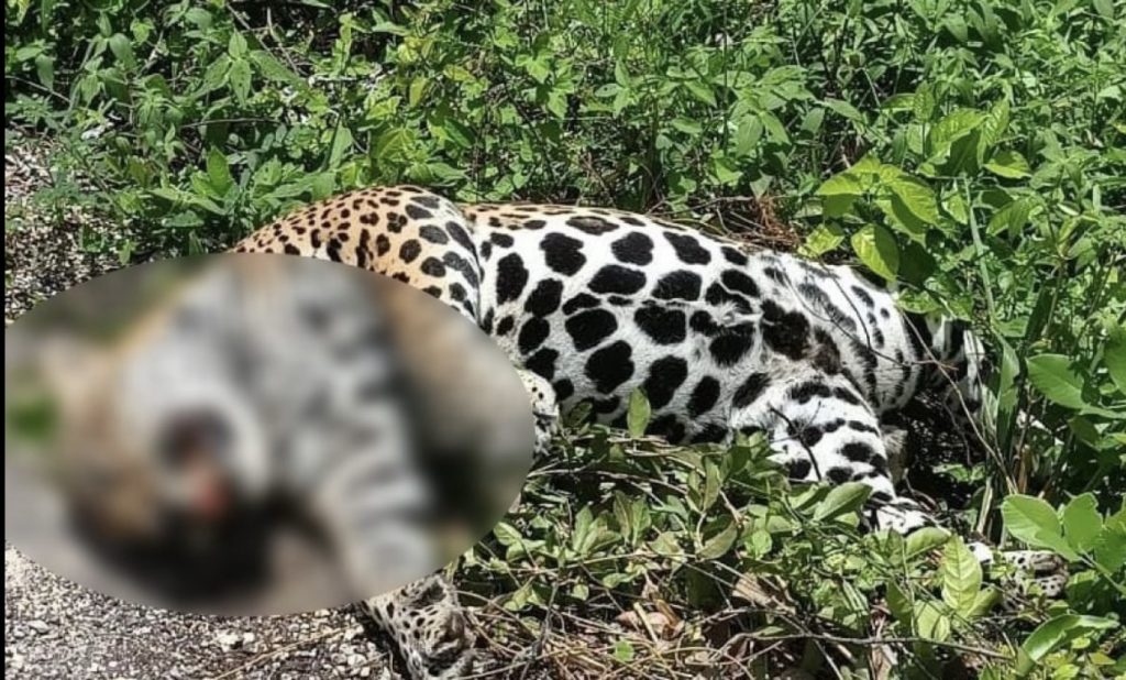 Encuentran un jaguar muerto en carretera de Quintana Roo