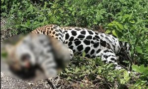 Encuentran un jaguar muerto en carretera de Quintana Roo