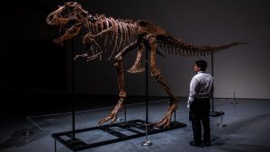 Venden por seis millones de dólares el esqueleto de un dinosaurio