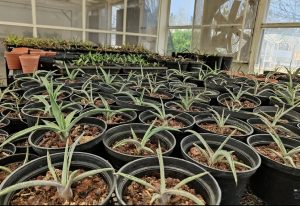 El Cinvestav estudia el agave para tratar el sobrepeso y la diabetes