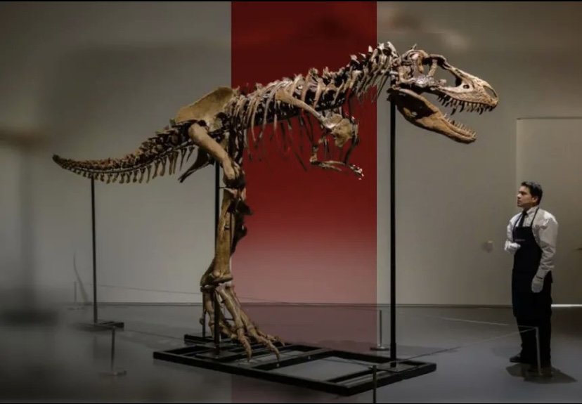 ¡Entre 5 y 8 mdd! Subastarán dinosaurio de hace 76 millones de años en Nueva York