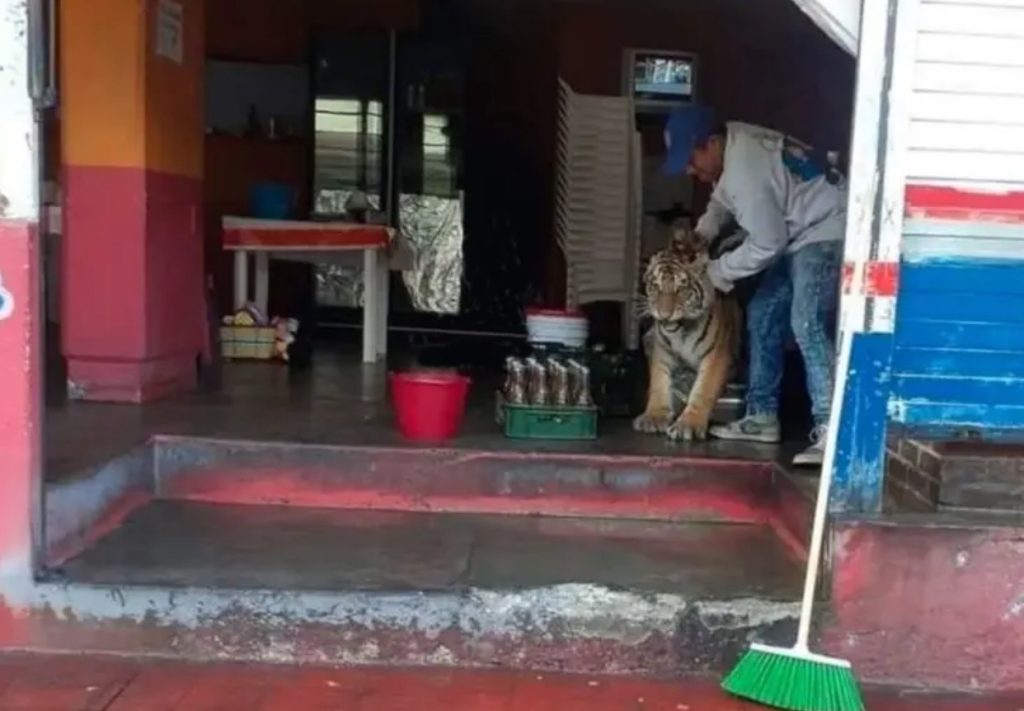 Un tigre de bengala entra a una taquería en un poblado de Hidalgo