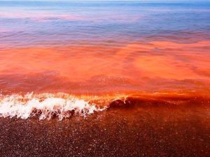 SSY mantiene vigilancia sanitaria en costa yucateca por presencia de marea roja