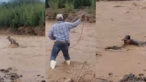 Un vaquero salva a un hombre arrastrado por la corriente del río en Cumpas, Sonora 