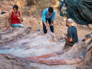 Descubren en Portugal un enorme dinosaurio Saurópodo del Jurásico