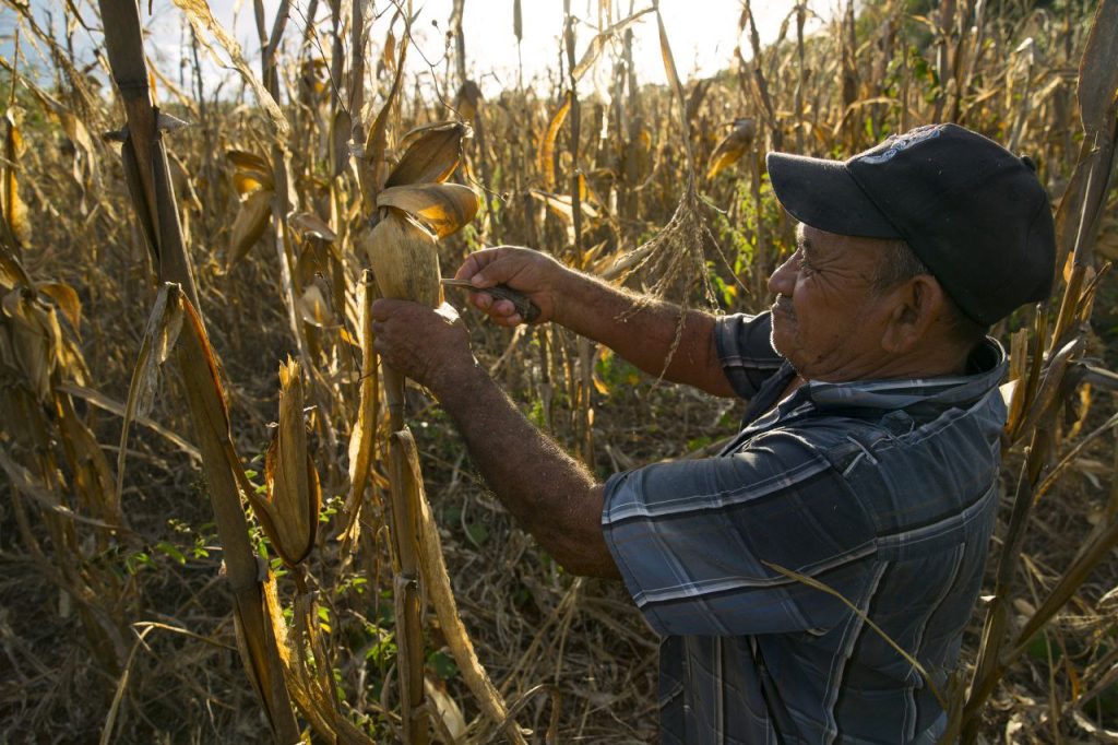 La milpa maya recibe reconocimiento internacional como Patrimonio Agrícola