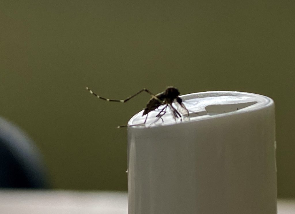 El olor ácido de la piel humana es el que más atrae a los mosquitos