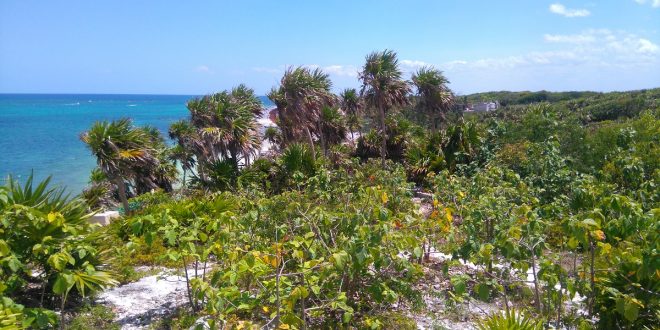 La Semarnat clausura obras que afectaban la duna costera en el Parque Nacional Tulum