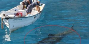 Mortales ataques de un tiburón blanco en Sonora, hay tres víctimas