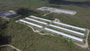En peligro el sustento de 80 familias de Sitilpech