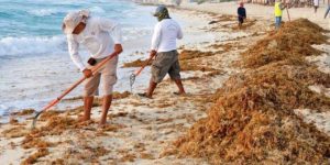 Se preparan para el sargazo en Cancún
