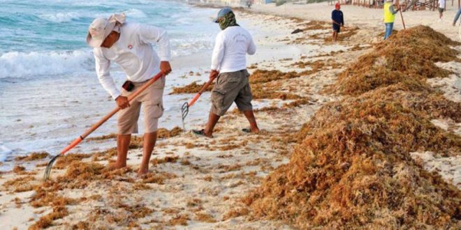 Se preparan para el sargazo en Cancún