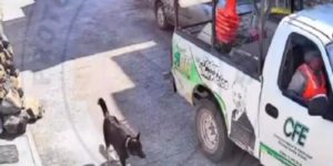 Empleados de la CFE golpean con varilla a un perro, Ricardo Salinas exige castigo