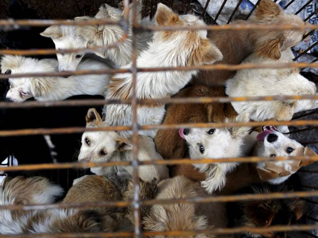 Corea del Sur busca ley que prohíba comer carne de perro y de gato