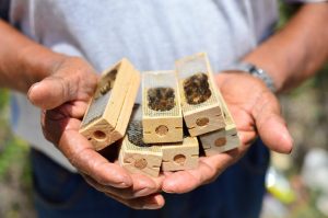 Con la entrega de abejas reina, el Gobierno de Mauricio Vila Dosal impulsa la apicultura en Yucatán