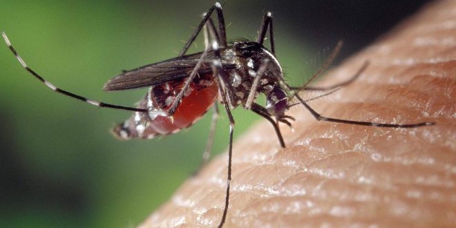 Vacunar mosquitos, la nueva estrategia de México contra el dengue
