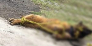 Atan y matan a golpes a perrito Kuko; era guía de un abuelito ciego y sordo