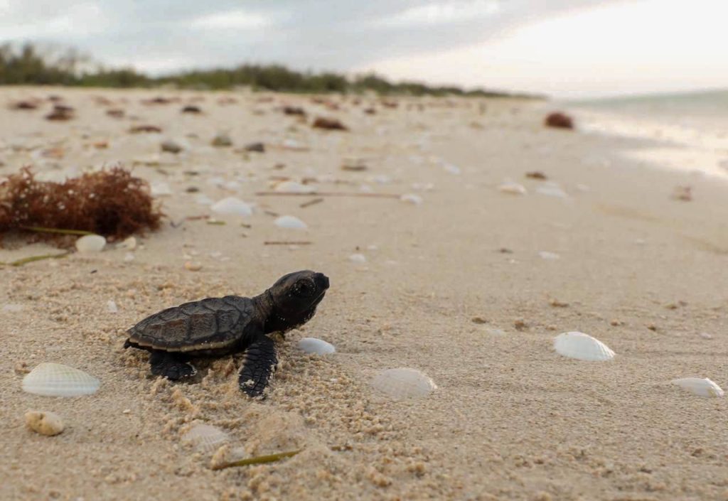 La costa de Sisal se convierte en el escenario perfecto para la liberación de crías de tortuga Carey